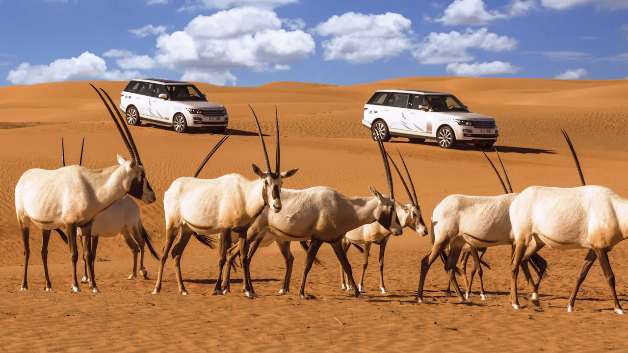 Conservation Drive with Breakfast at Al Maha Location