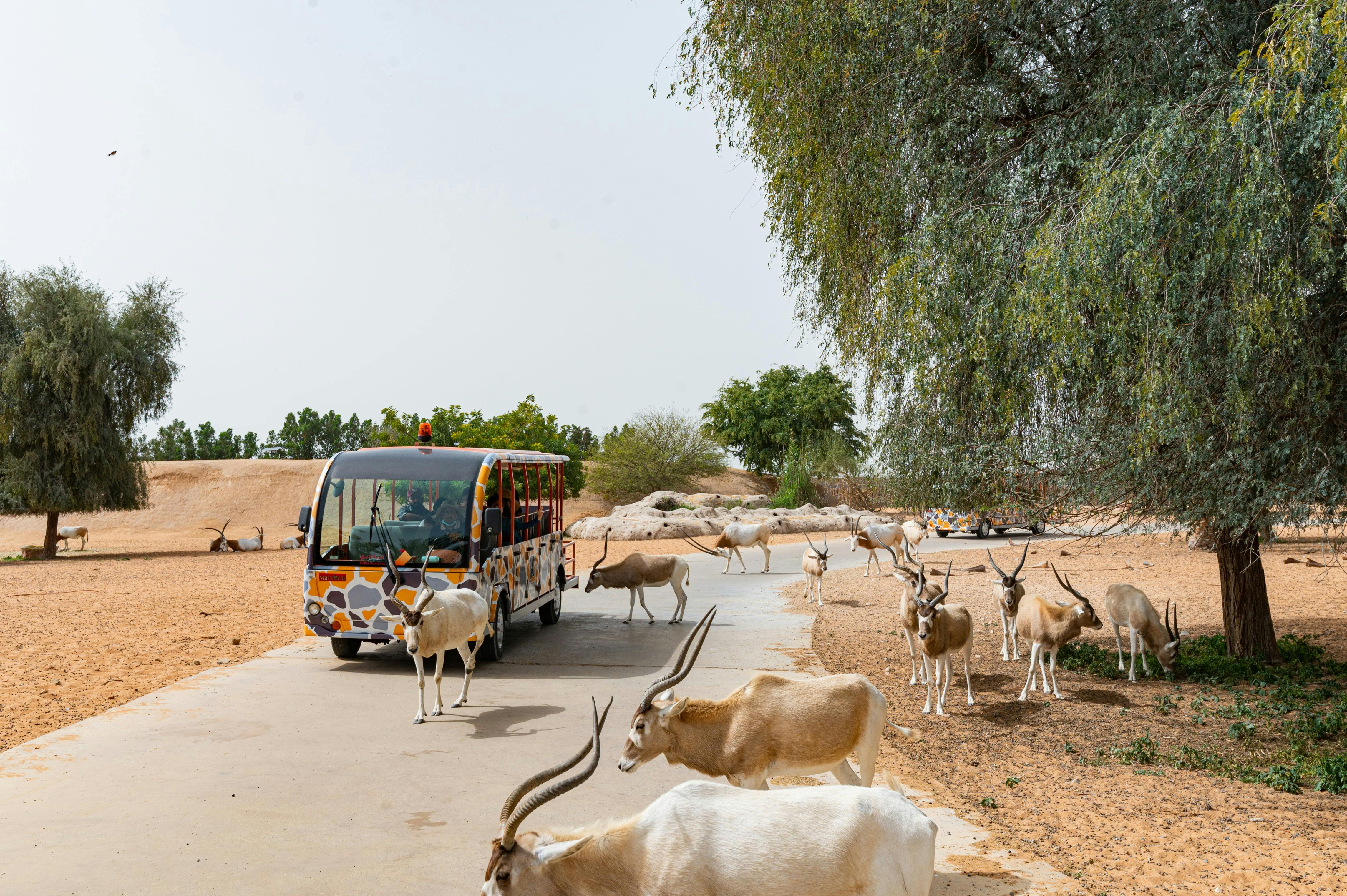 Dubai Safari Park Review