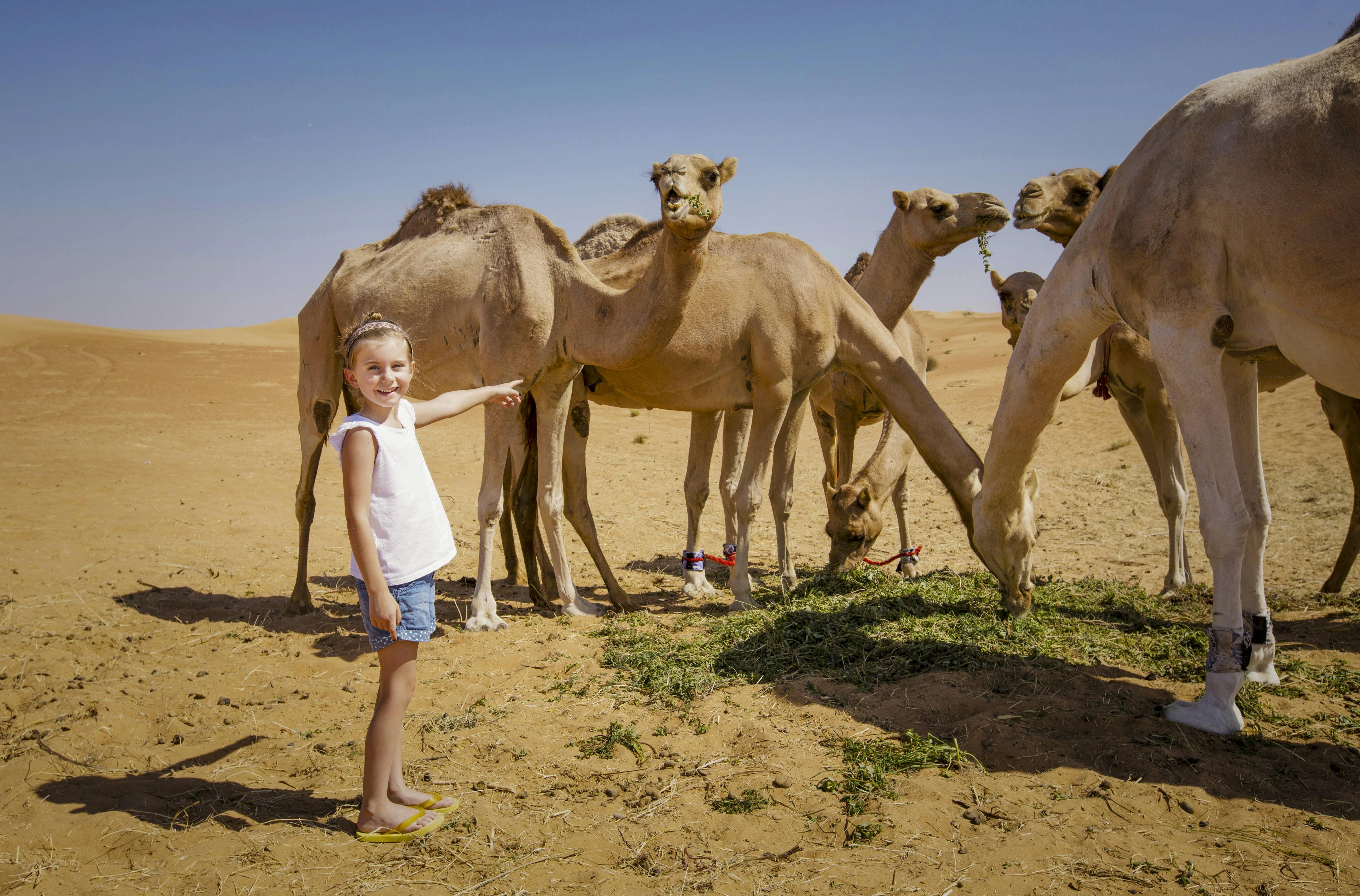 Overnight Red Dune Desert Safari with Dune Bashing BBQ & Breakfast Price