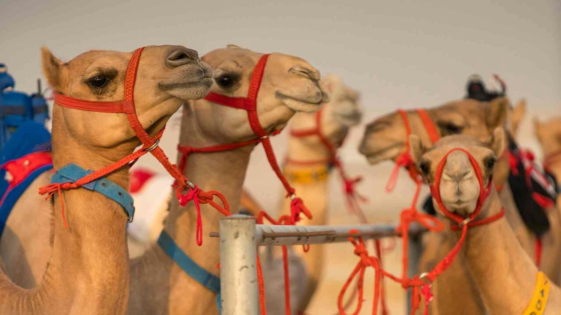 The Royal Camel Race Experience 