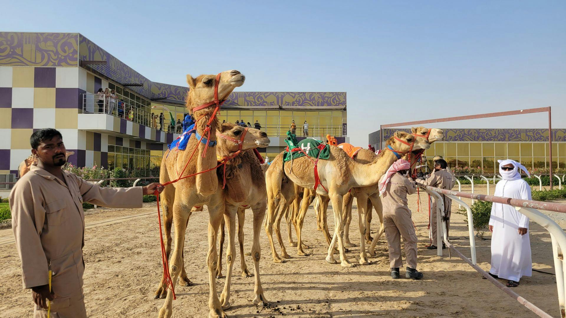 The Royal Camel Race Experience  Price