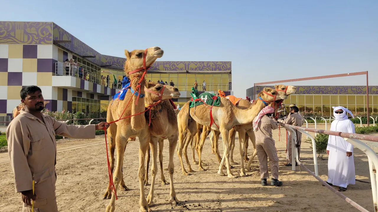 The Royal Camel Race Experience Price