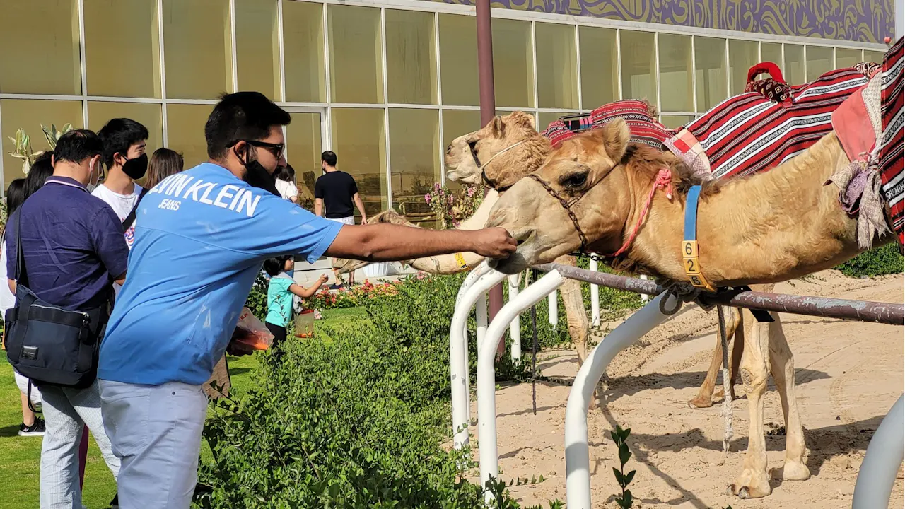 The Royal Camel Race Experience Ticket