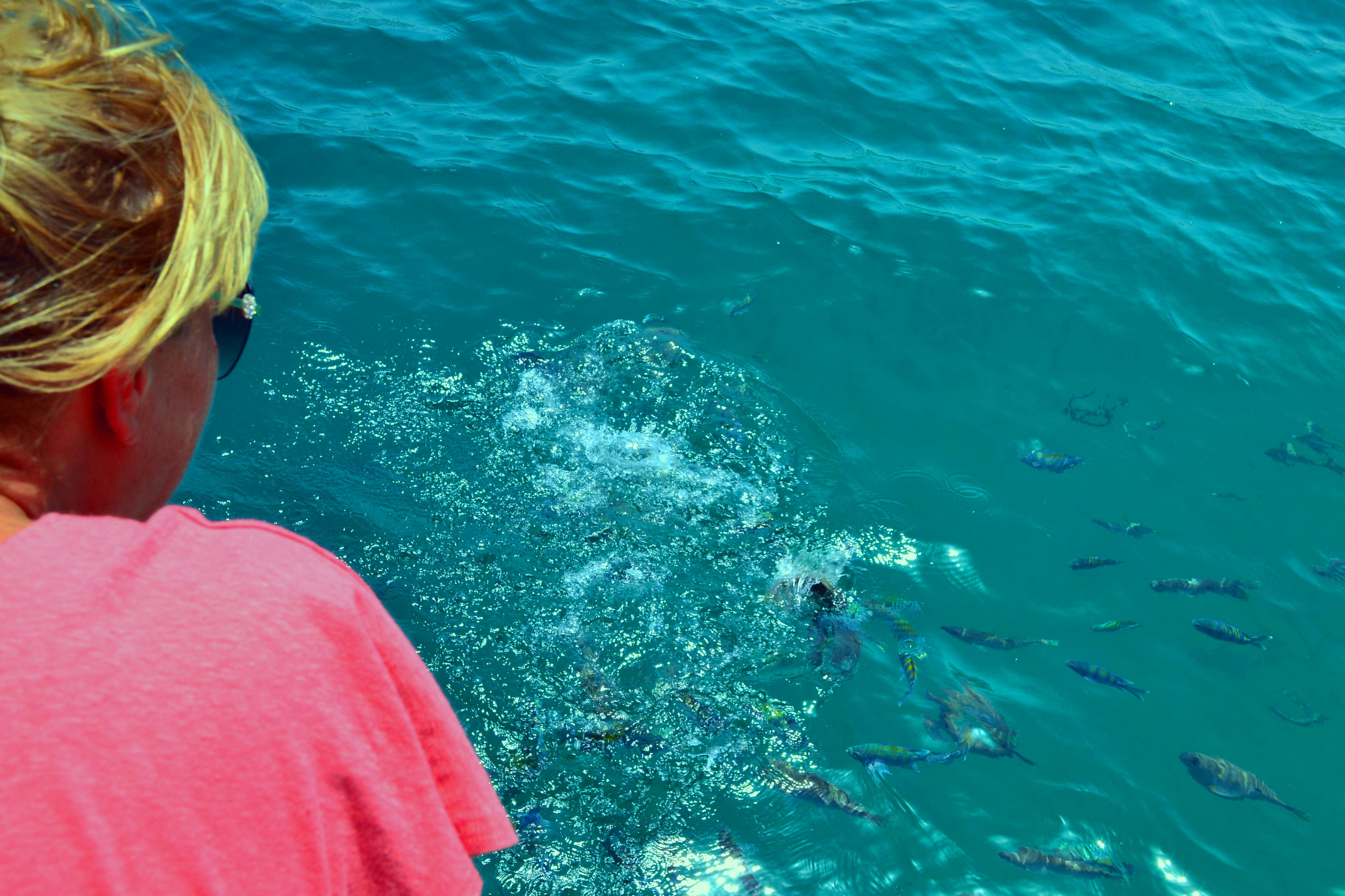 To Khasab: Full Day Trip with Dhow Cruise & Dolphin Watching Category