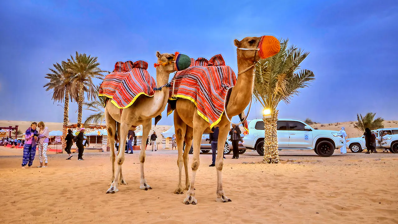 Caravanserai Bedouin Desert Dinner Experience Review