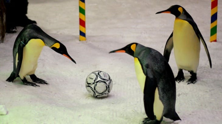 Ski Dubai: Ultimate Penguin Location