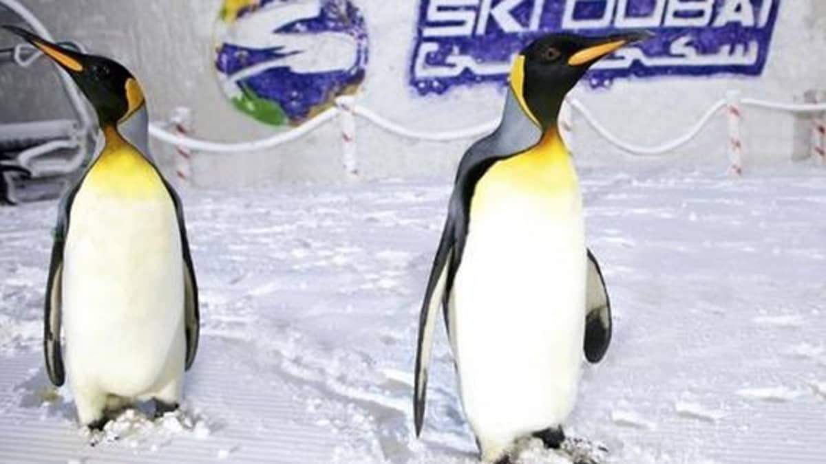 Ski Dubai: Ultimate Penguin Ticket
