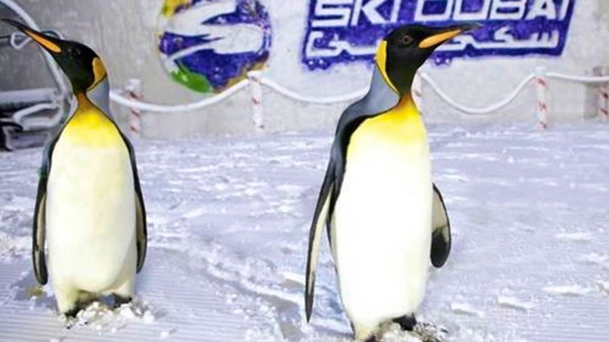 Ski Dubai: Ultimate Penguin Ticket
