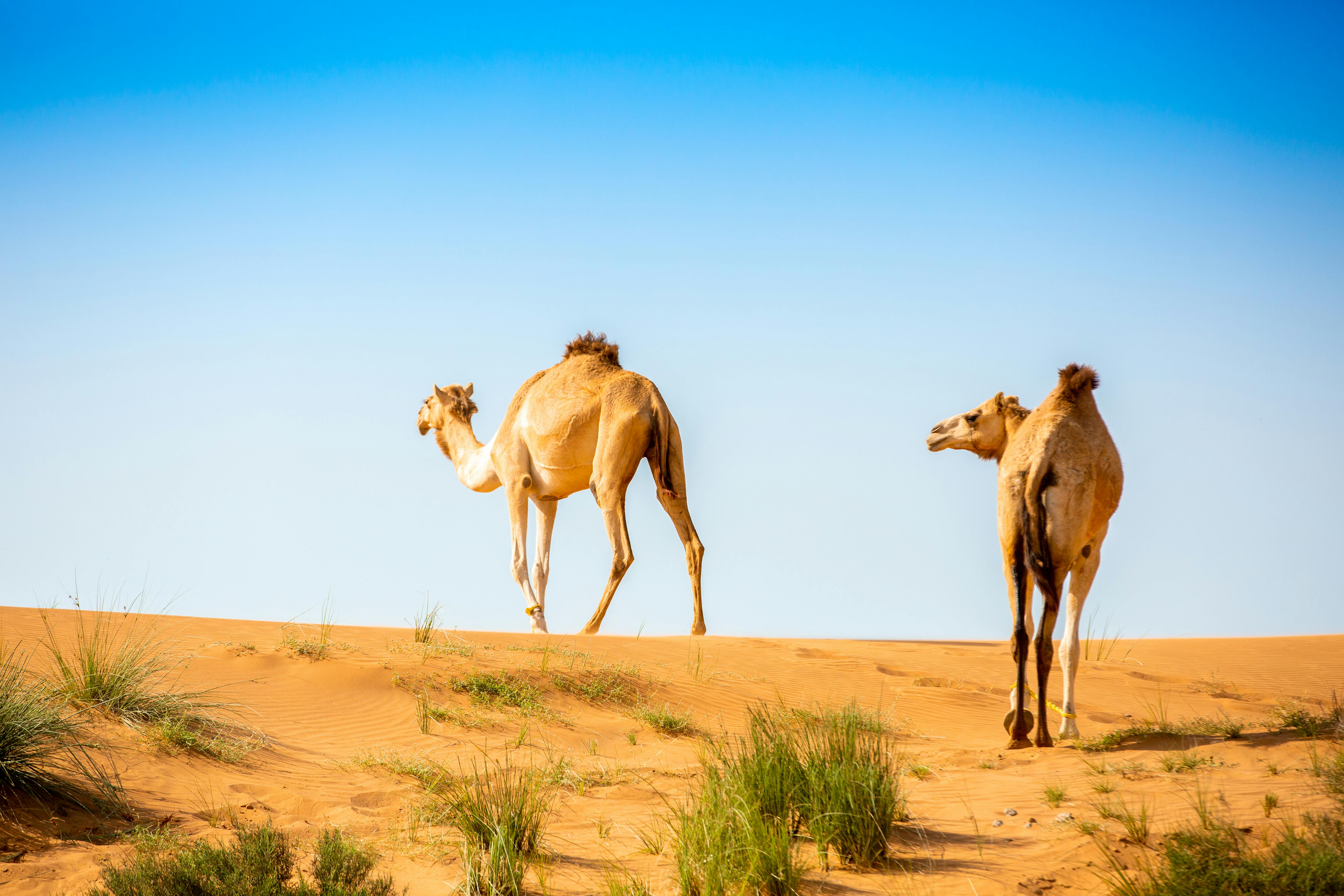 Morning Desert Safari - Camel & Date Farm Tour Price
