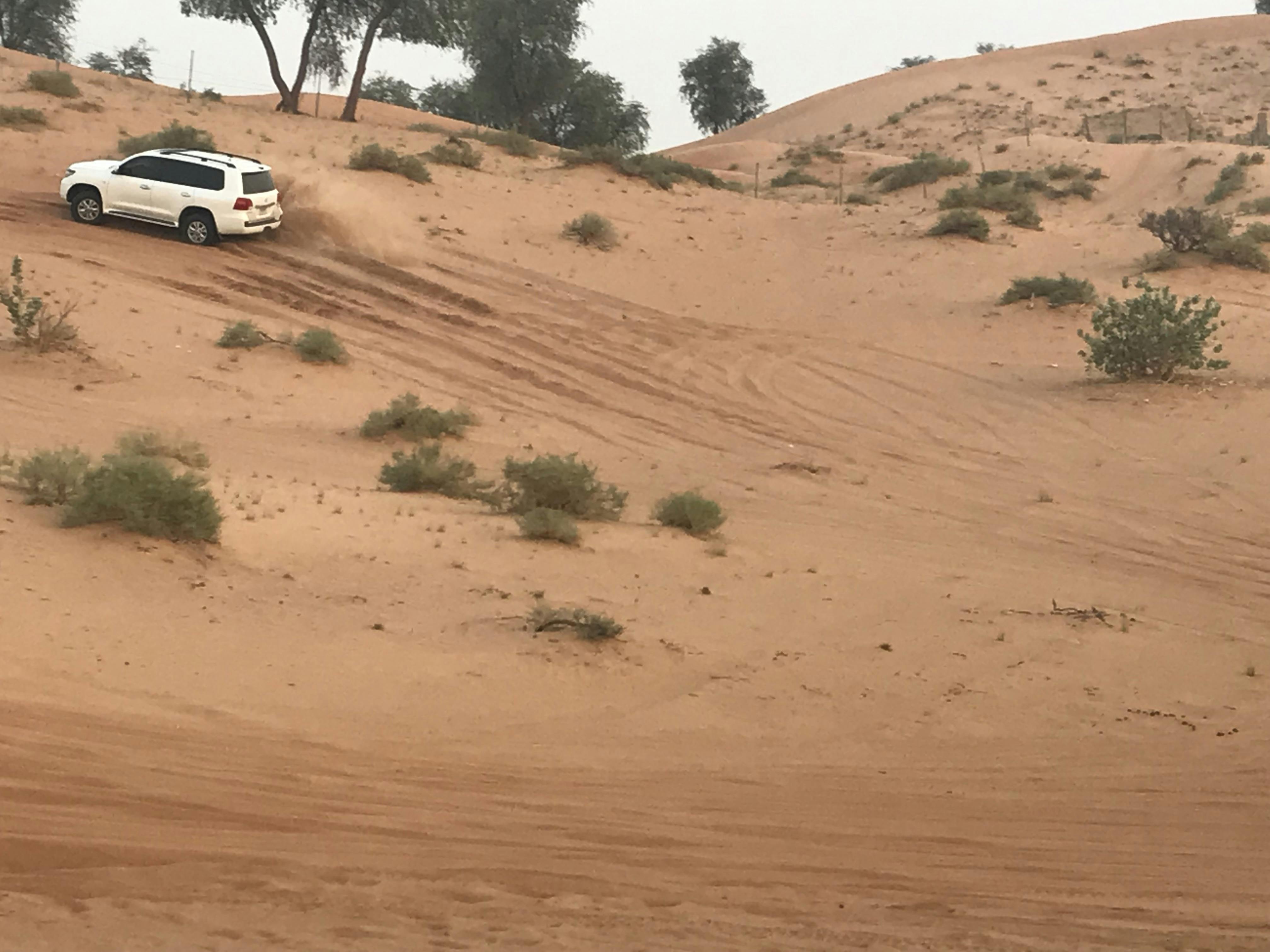 Morning Desert Safari - Camel & Date Farm Tour Location