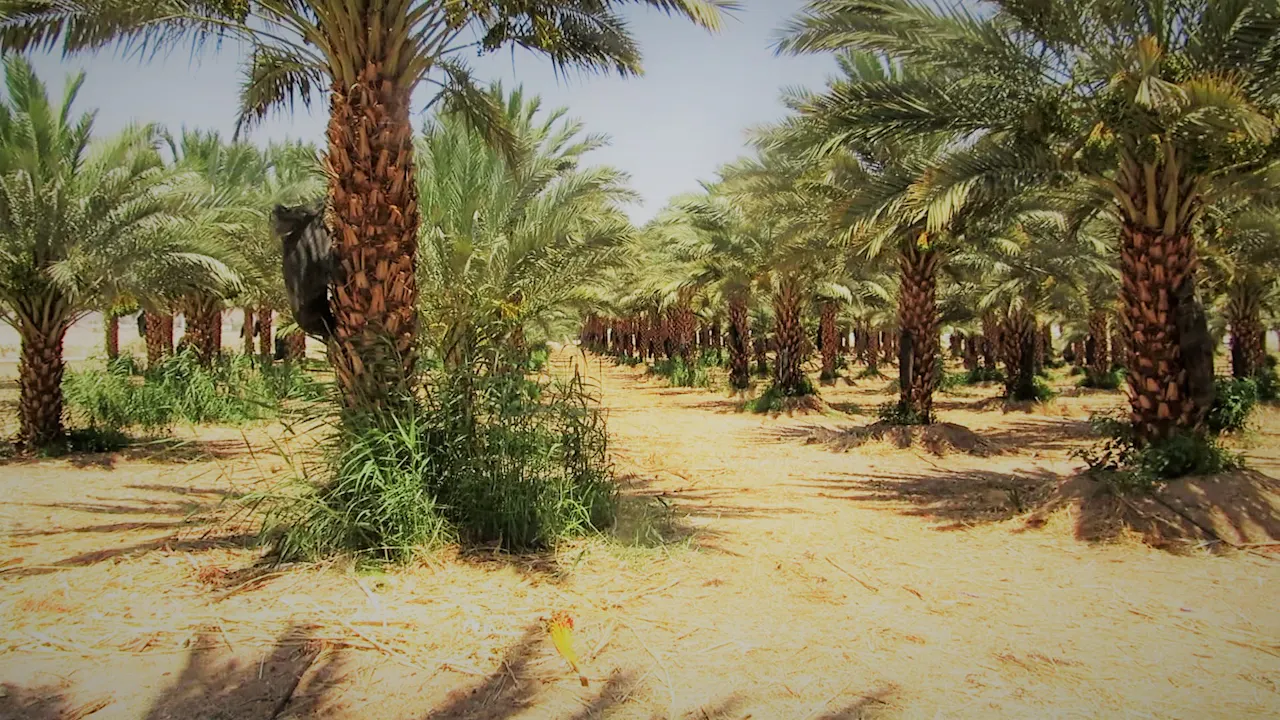 Morning Desert Safari - Camel & Date Farm Tour