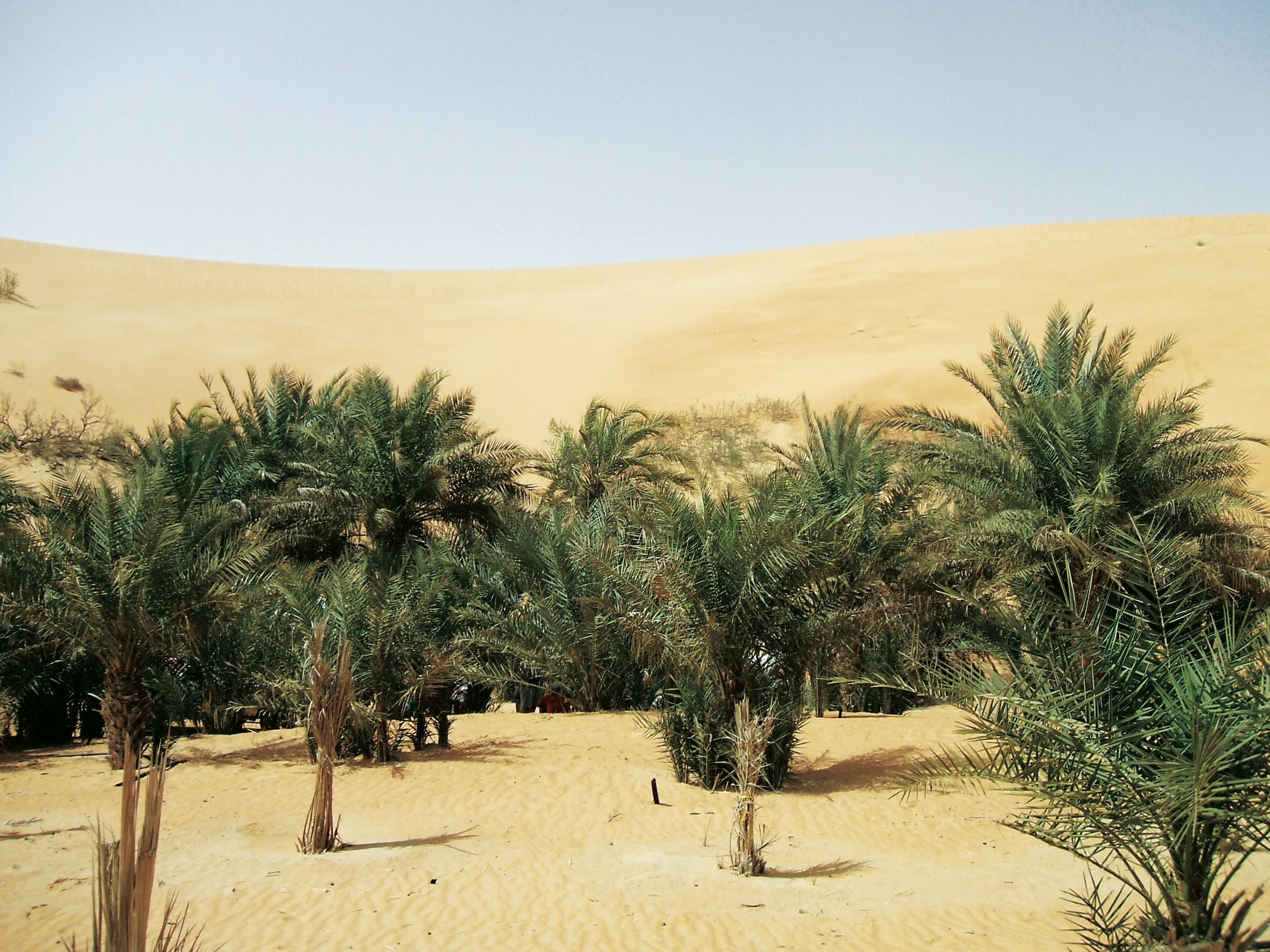 Liwa Full Day Tour Location