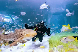Scuba Diving in Abu Dhabi - National Aquarium 