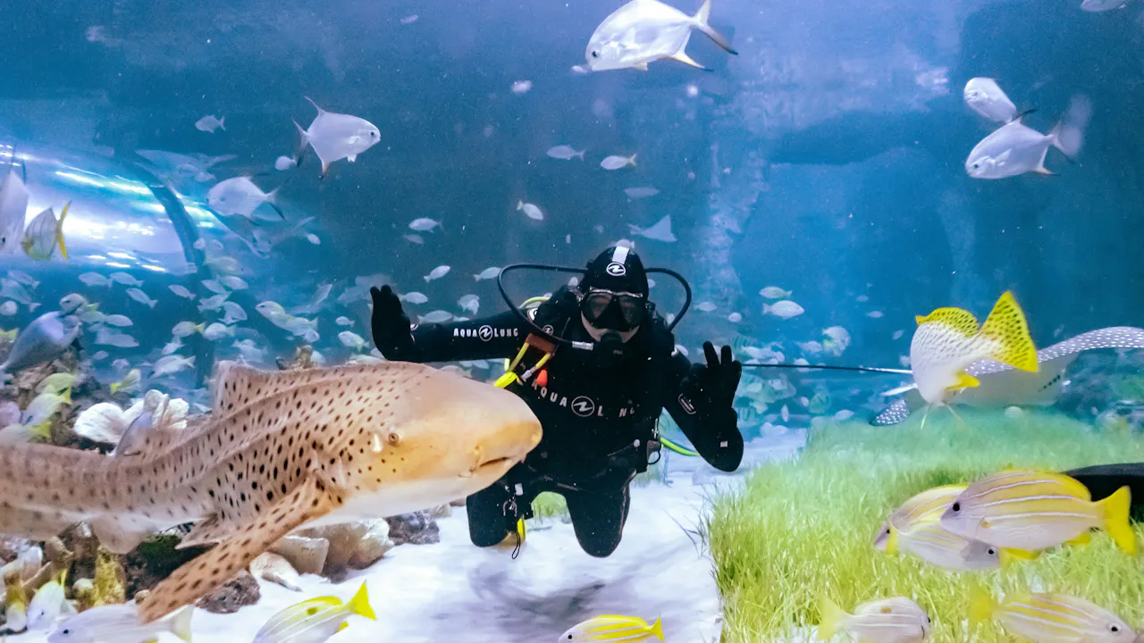 Scuba Diving in Abu Dhabi - National Aquarium