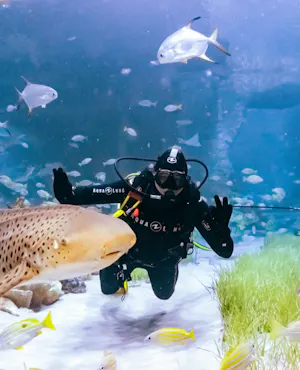 Scuba Diving in Abu Dhabi - National Aquarium
