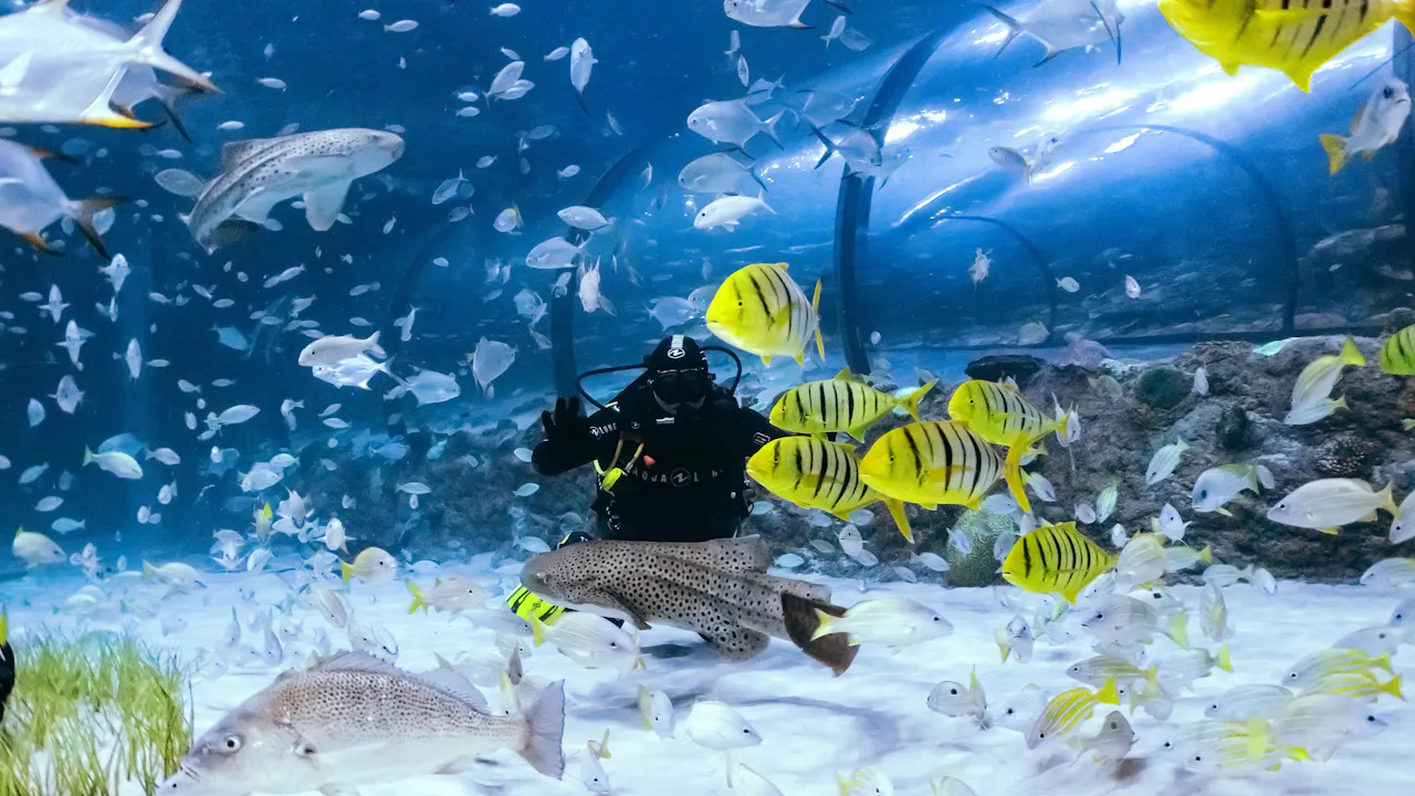 Scuba Diving in Abu Dhabi - National Aquarium Ticket
