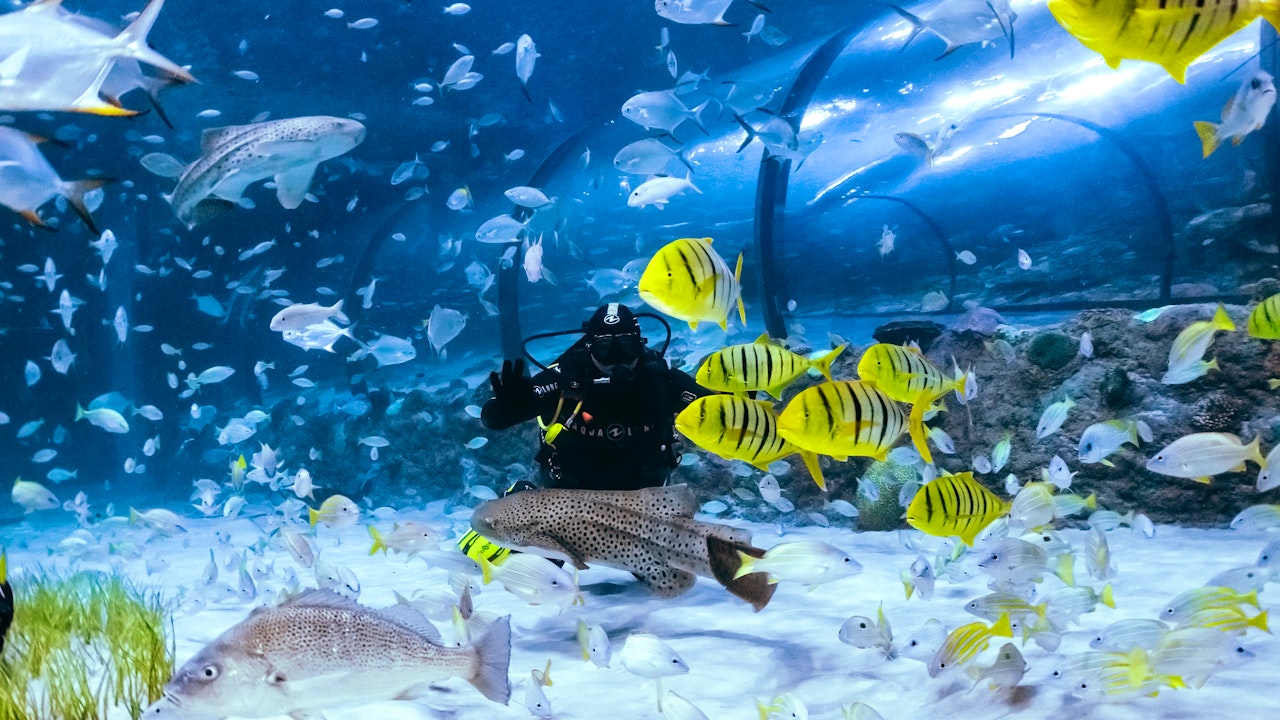 Scuba Diving in Abu Dhabi - National Aquarium  Ticket