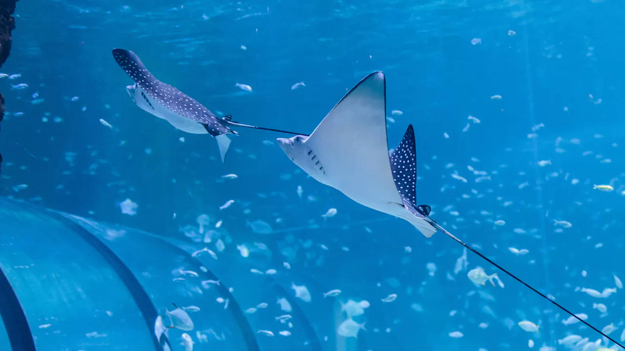 Scuba Diving in Abu Dhabi - National Aquarium Discount