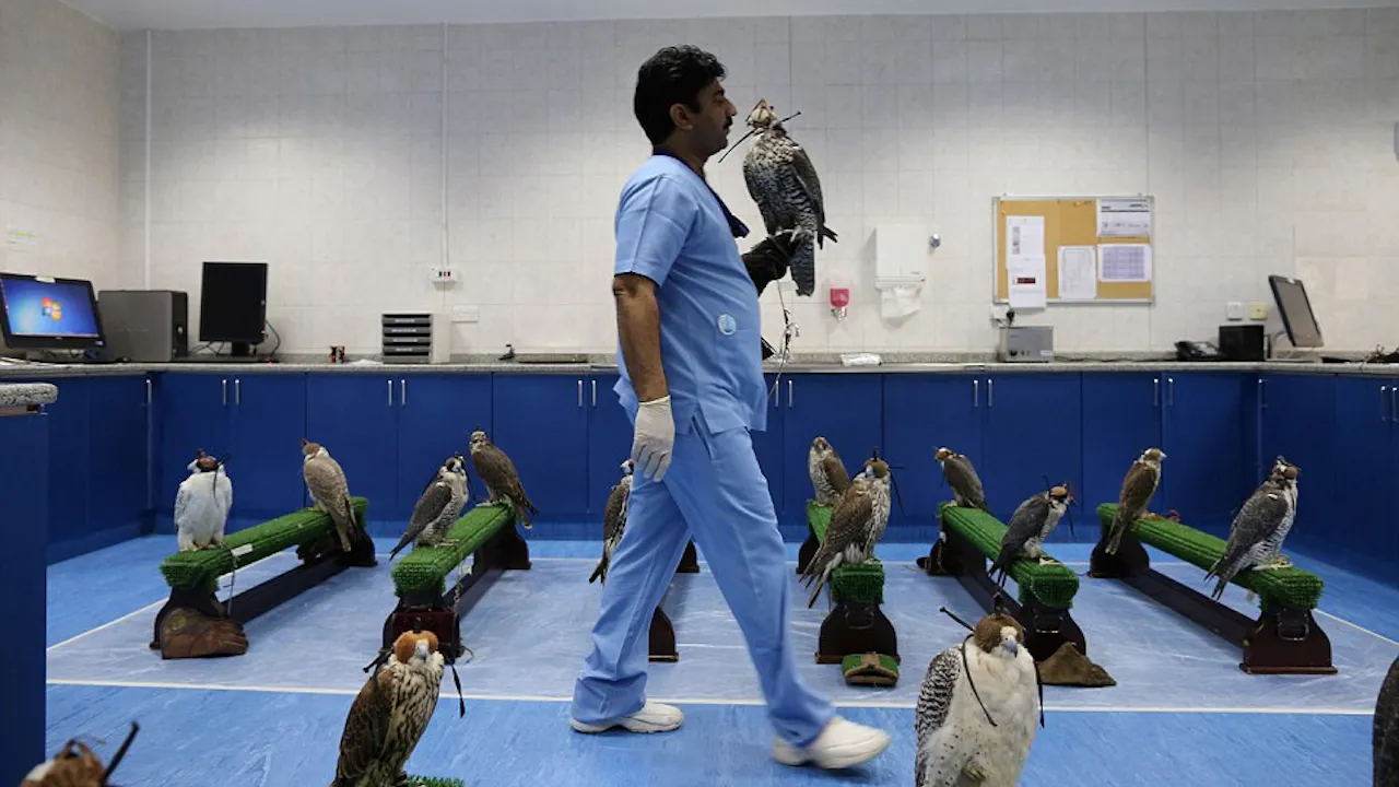 Falcon Tour Discount