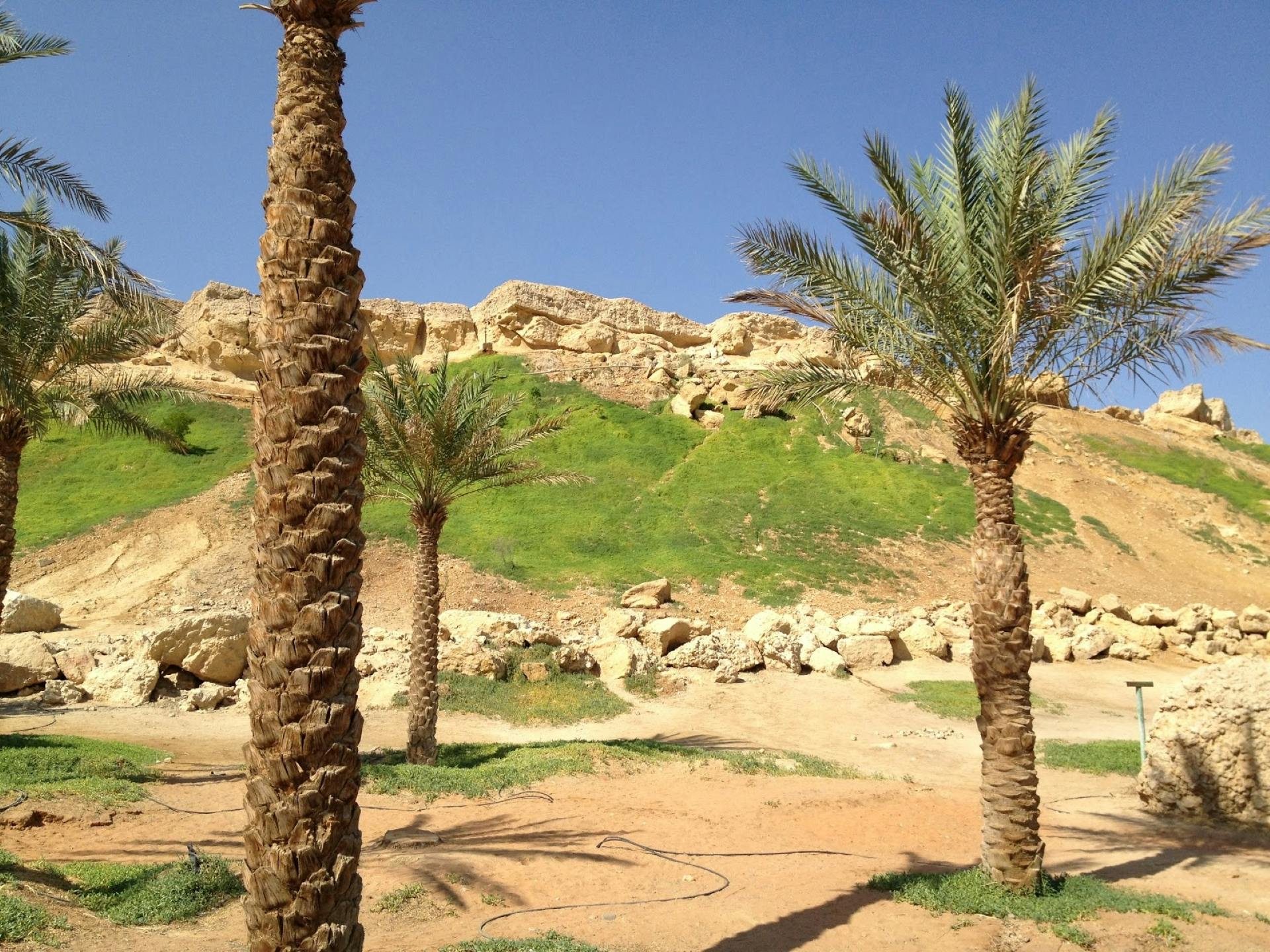 al ain oasis timings