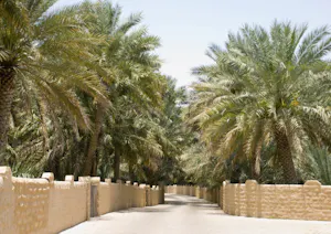 Al Ain Oasis Tour