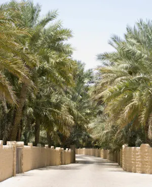 Al Ain Oasis Tour