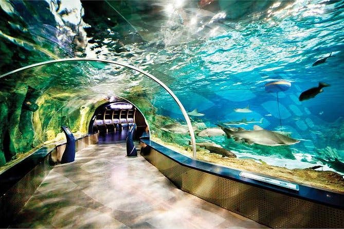 Sea Life Aquarium Istanbul: Entry Ticket Price