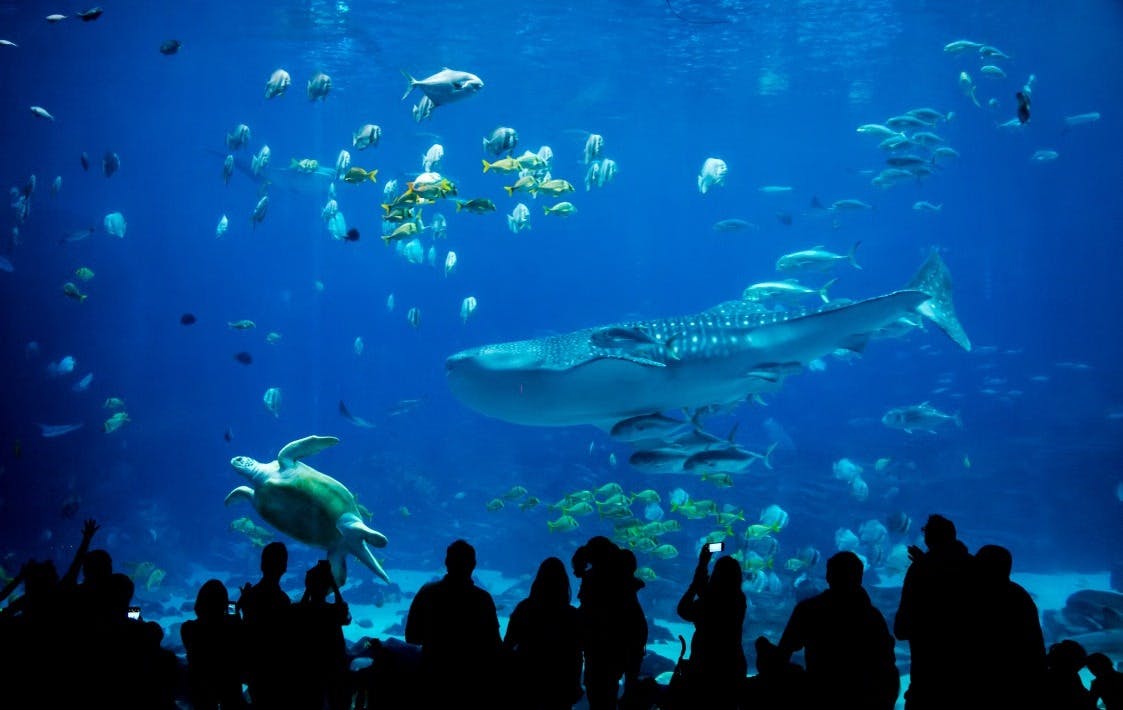 Sea Life Aquarium Entry Ticket: Istanbul Thrillark