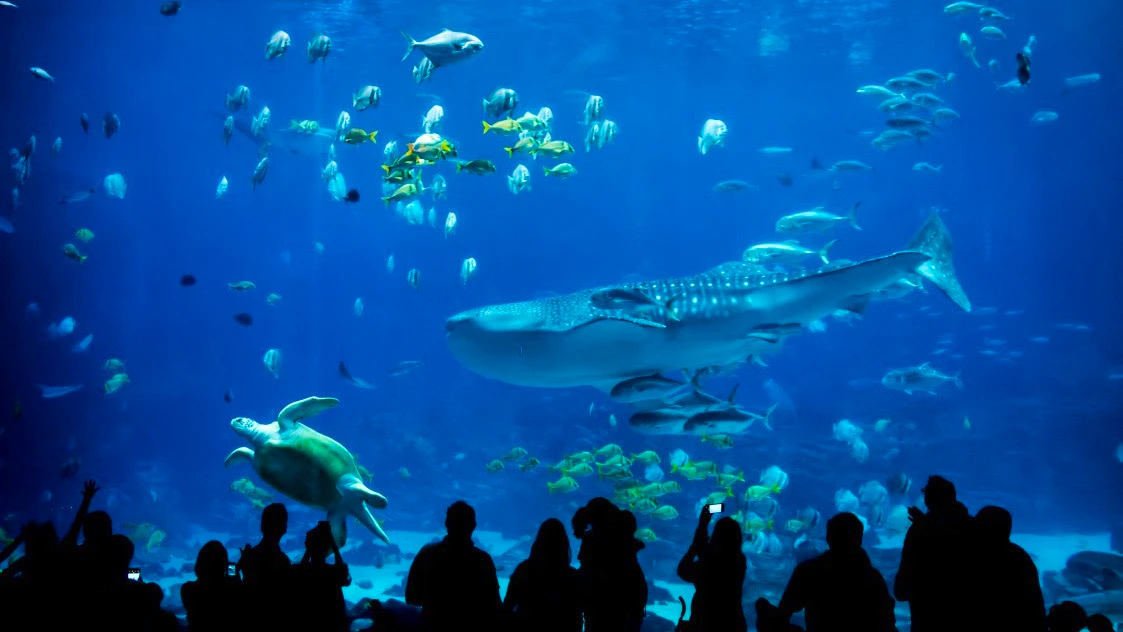 Sea Life Aquarium Entry Ticket: Istanbul Thrillark