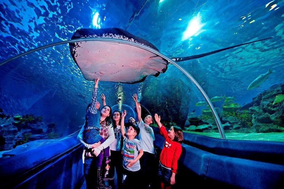 Sea Life Aquarium Istanbul: Entry Ticket