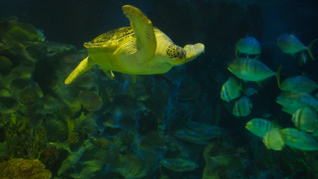 Sea Life Aquarium Istanbul: Entry Ticket Location