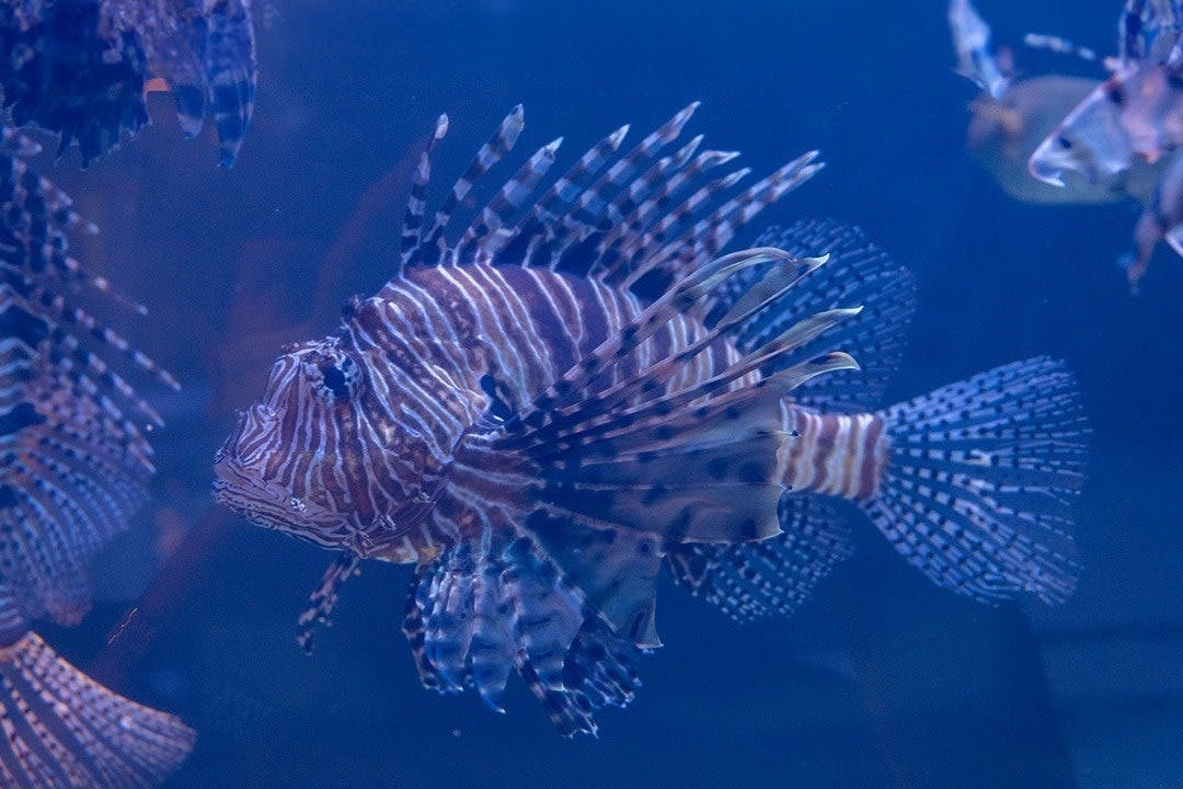 Emaar Aquarium and Underwater Zoo Entry Ticket: Istanbul Discount