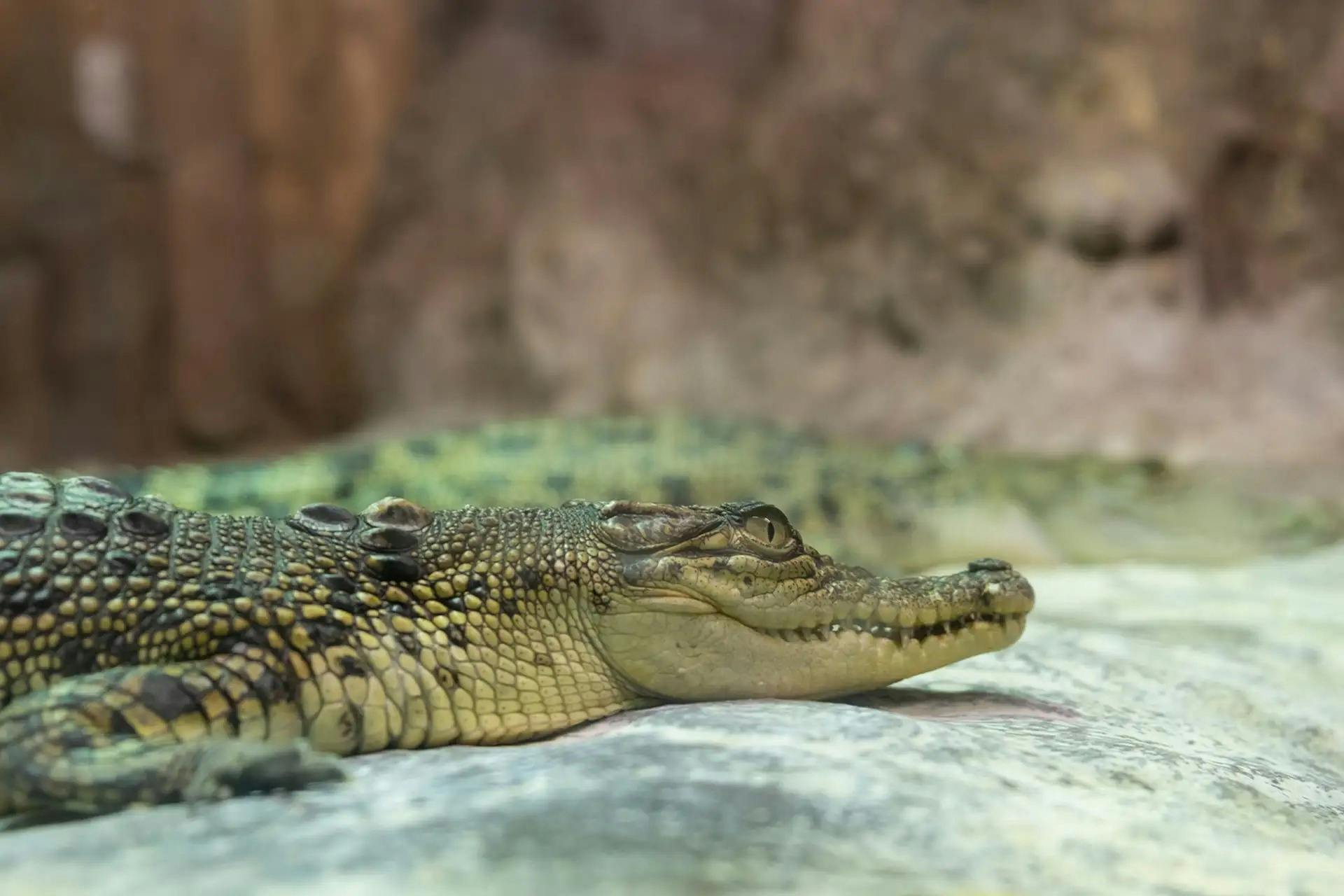 Emaar Aquarium and Underwater Zoo Ticket: Istanbul 
