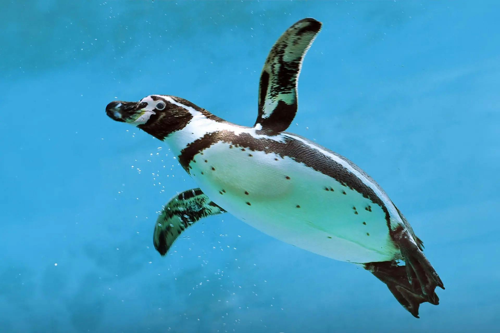 Emaar Aquarium and Underwater Zoo Ticket: Istanbul 
