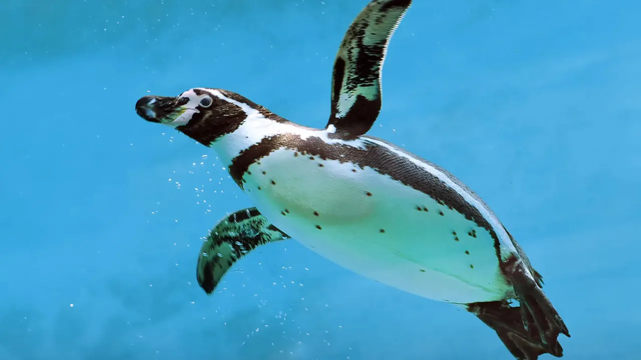 Emaar Aquarium and Underwater Zoo Ticket: Istanbul
