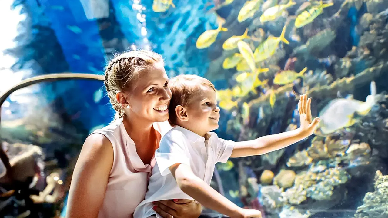 Emaar Aquarium and Underwater Zoo Entry Ticket: Istanbul Location
