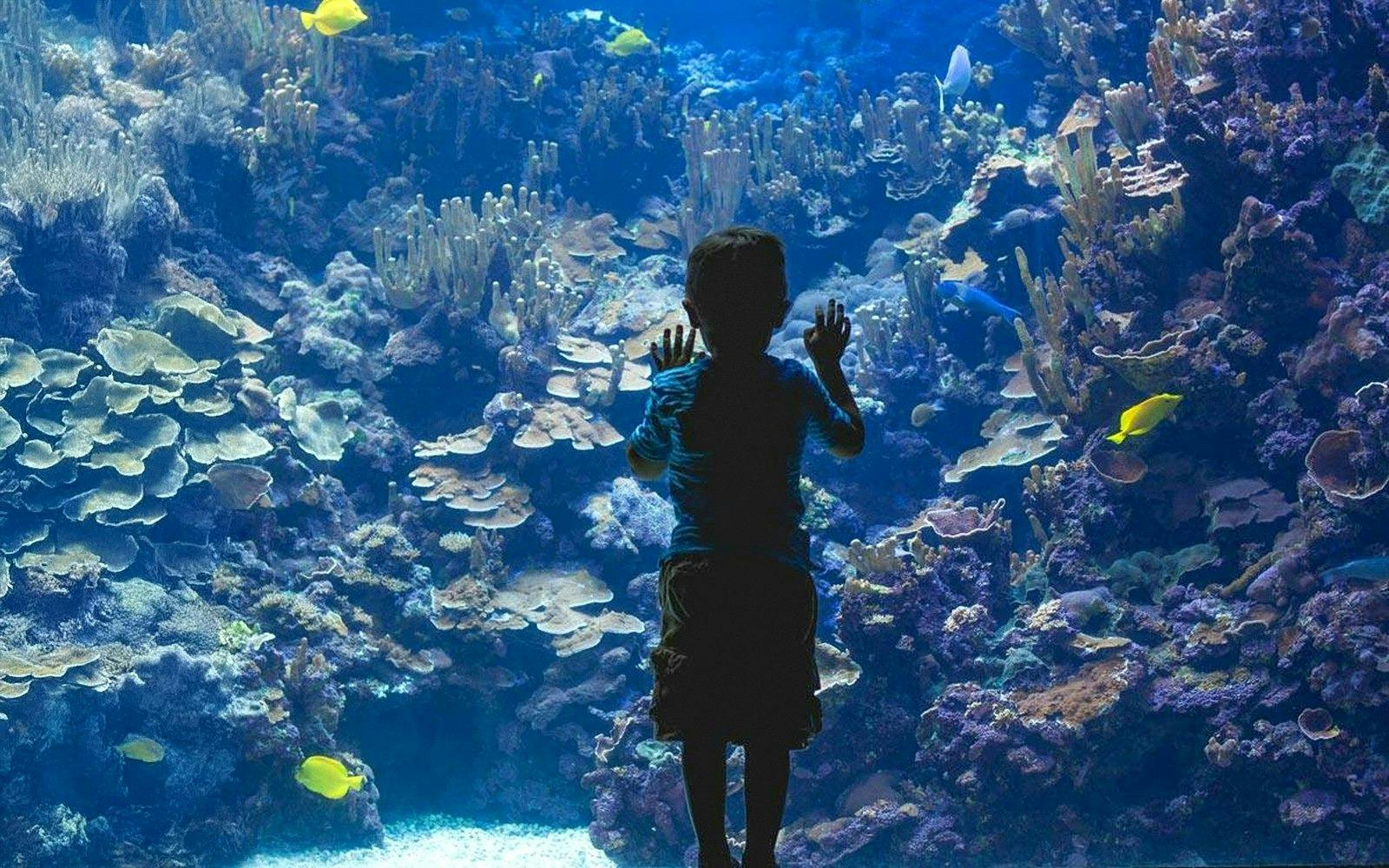 Emaar Aquarium and Underwater Zoo Entry Ticket: Istanbul Price