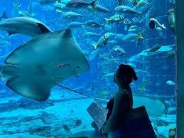 Atlantis Sea Lion Meet & Greet: Non-OTA