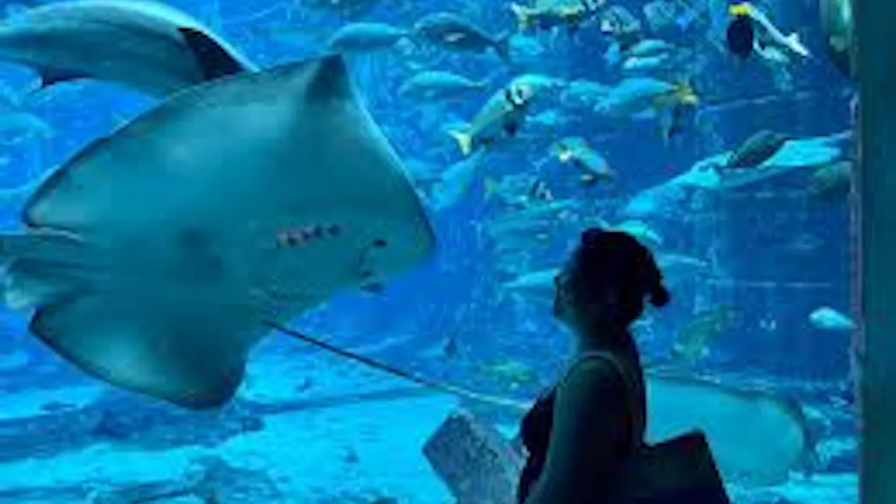 Atlantis Sea Lion Meet & Greet: Non-OTA