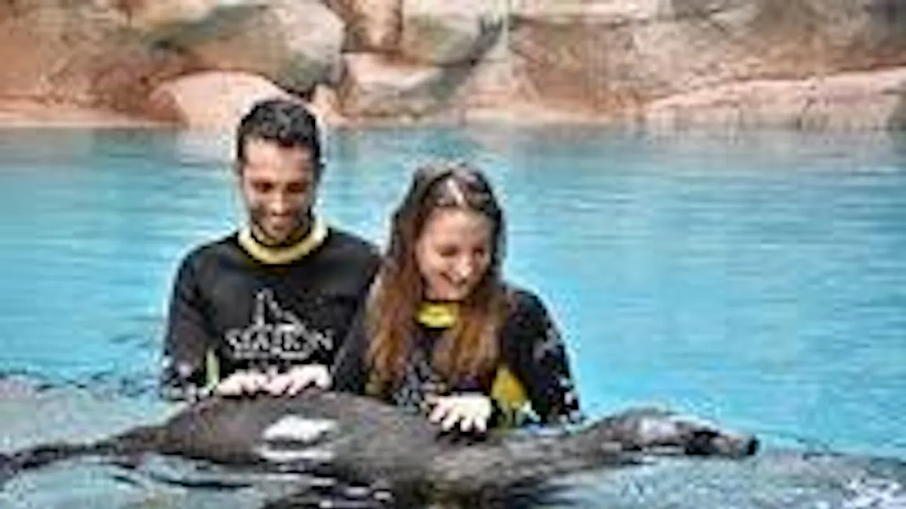 Atlantis Sea Lion Meet & Greet: Non-OTA Ticket