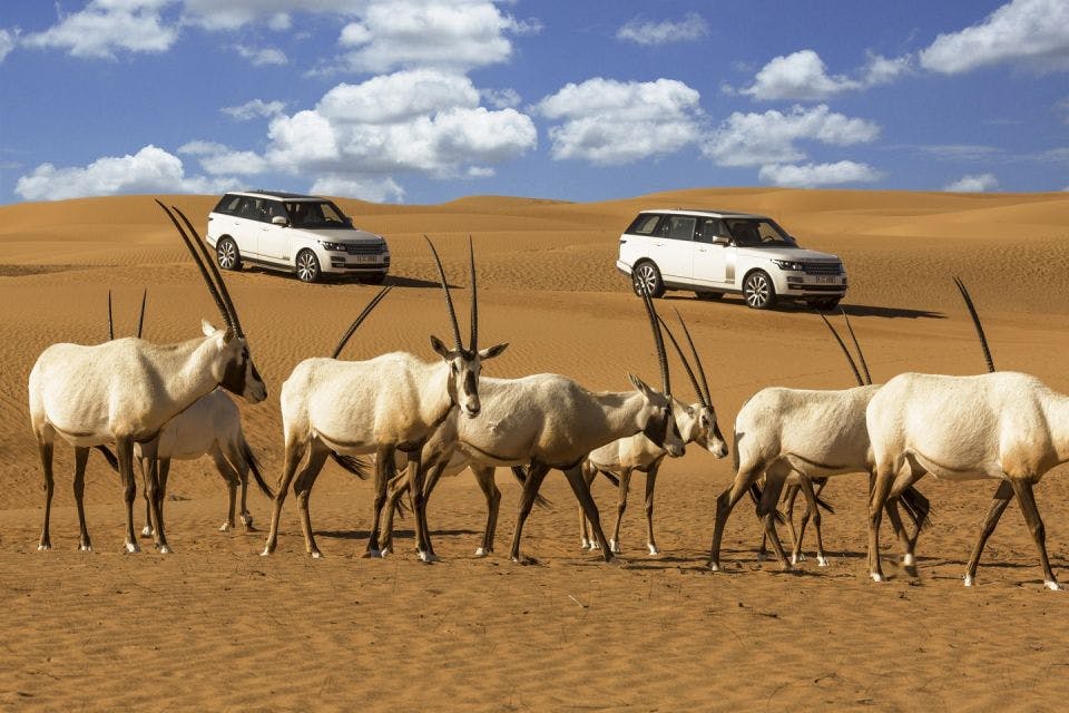 Platinum Heritage Desert Safari Discount