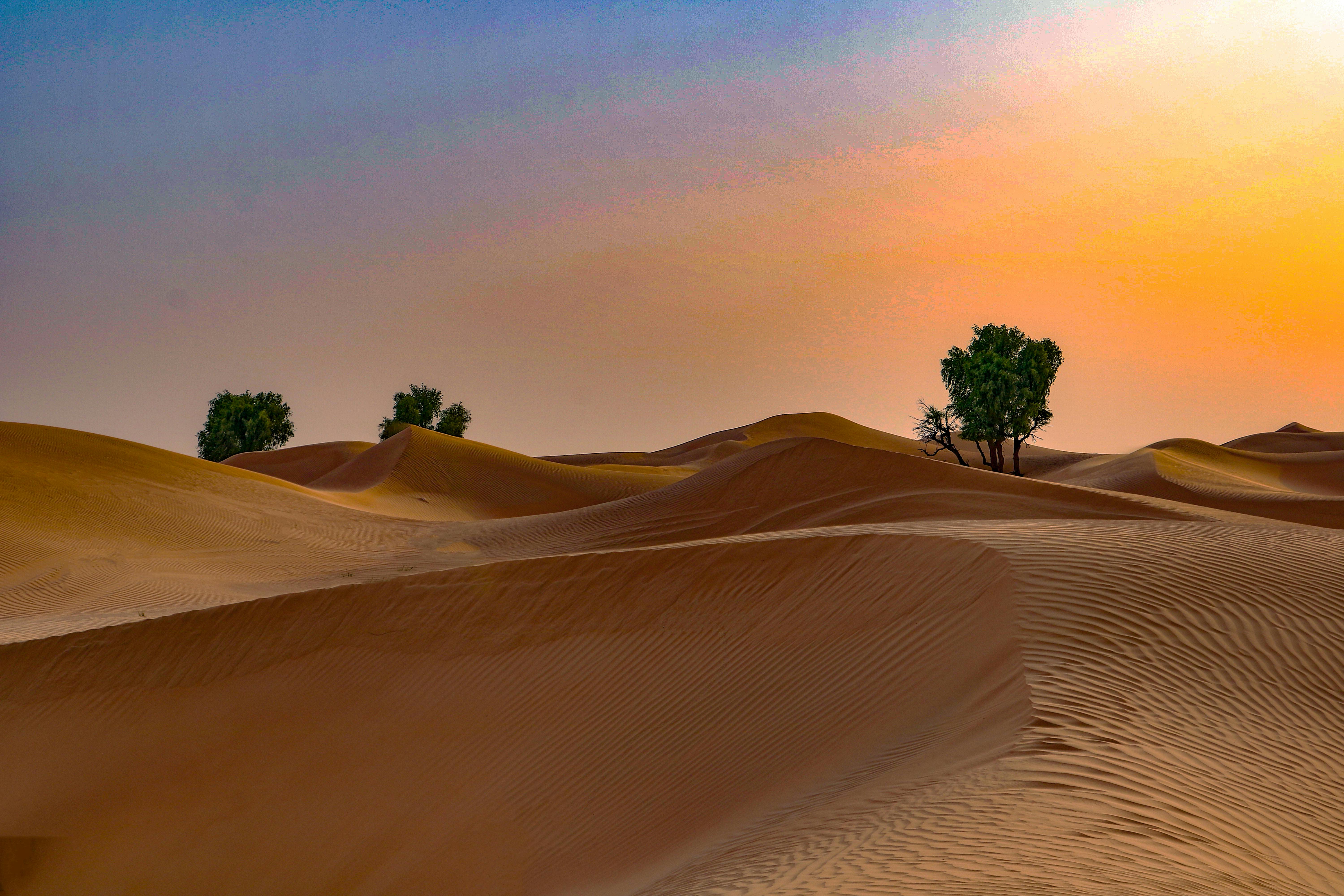 Sunrise Desert Safari with Wildlife Experience Category