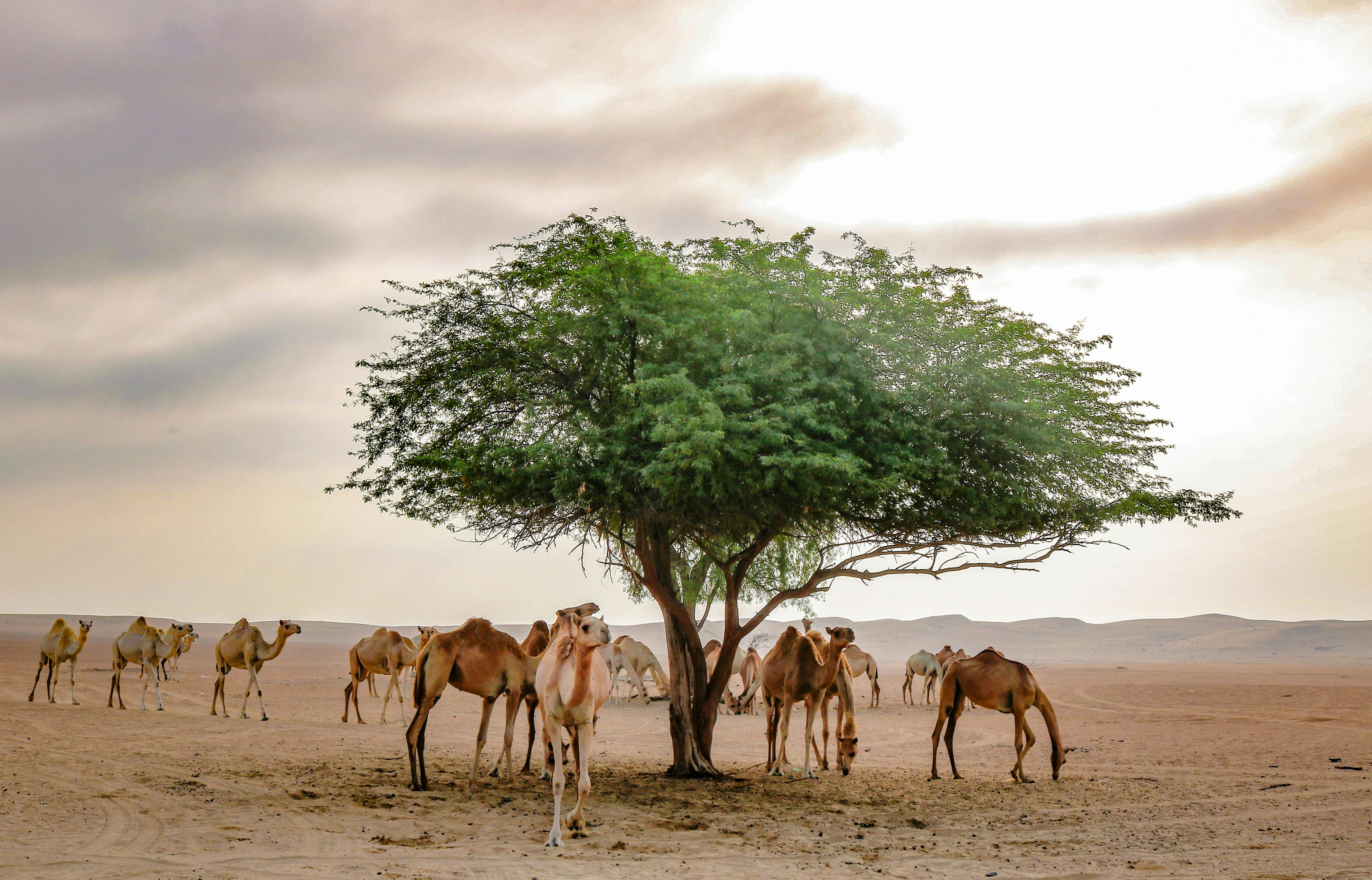 Sunrise Desert Safari with Wildlife Experience Discount