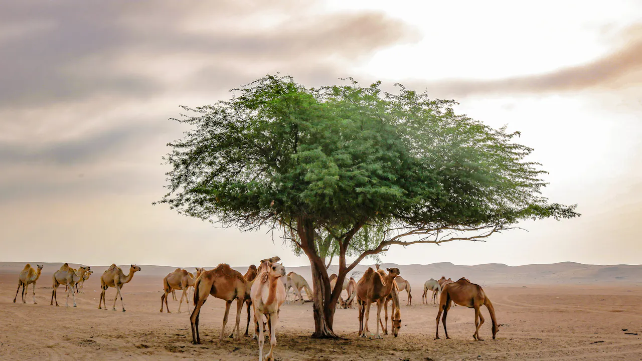 Sunrise Desert Safari with Wildlife Experience Discount