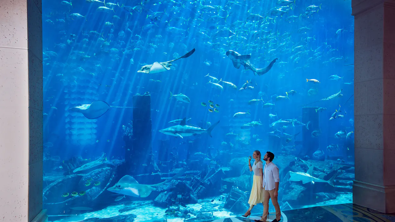 Atlantis Aquaventure Shark Snorkel Discount