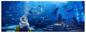 Atlantis Aquaventure Shark Snorkel 