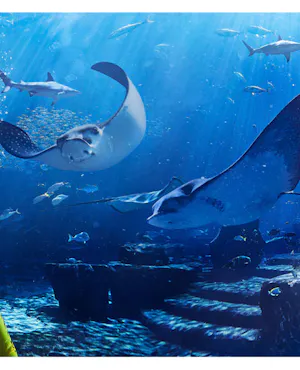 Atlantis Aquaventure Shark Snorkel