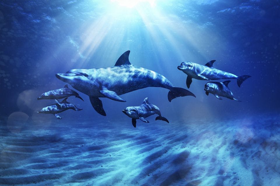 atlantis the palm water park