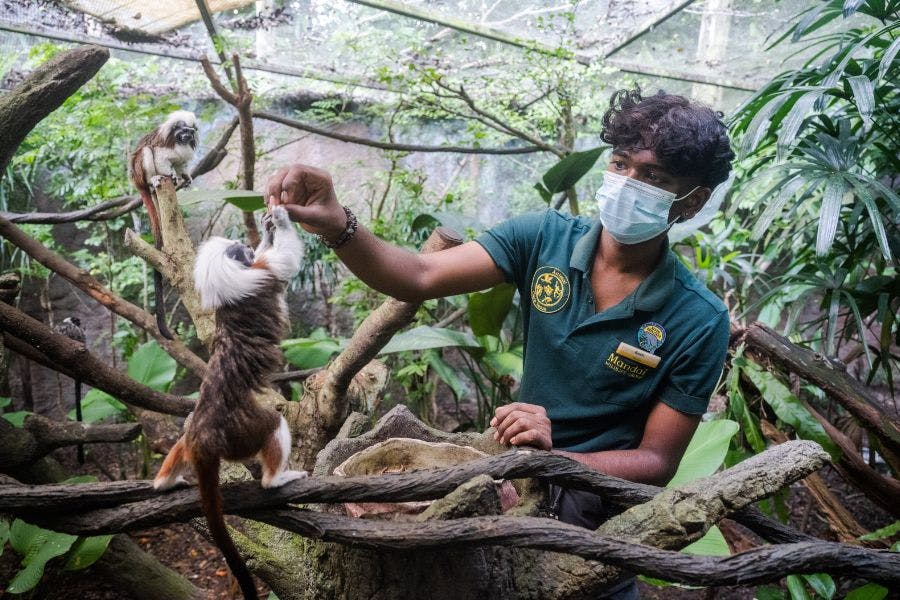 Singapore Zoo Tickets Category