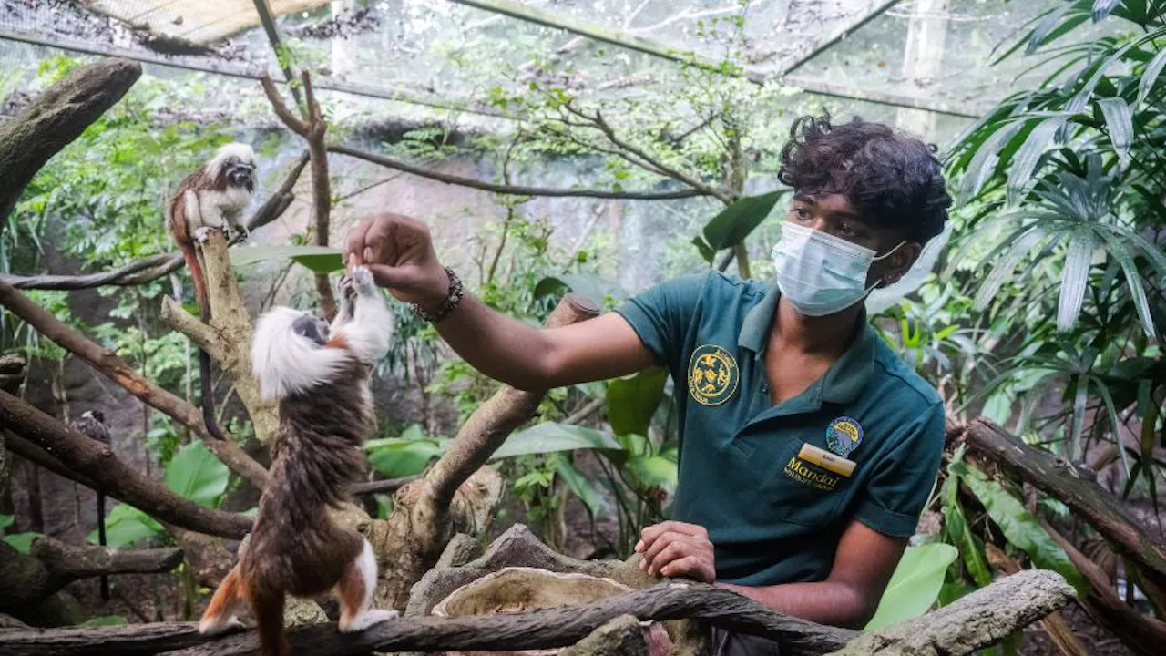 Singapore Zoo Tickets Category